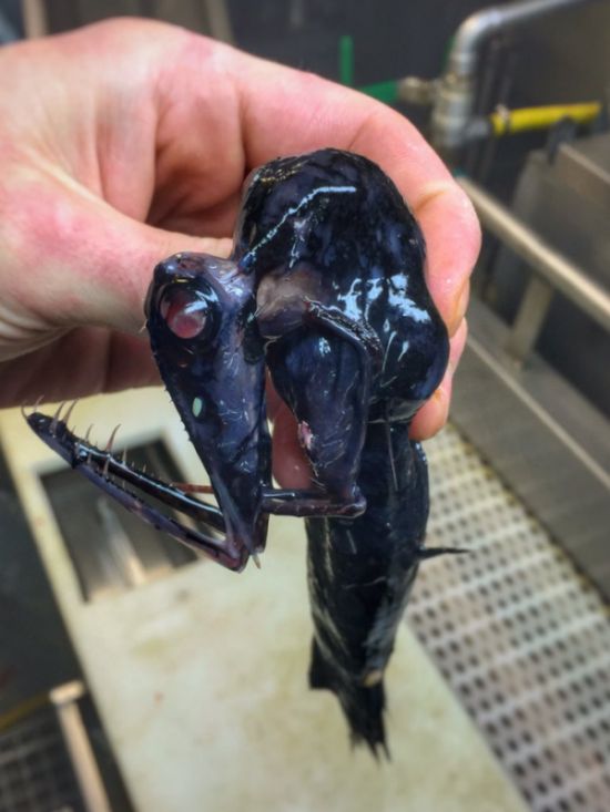 Мурманский моряк публикует фото странных глубоководных рыб (21 фото)