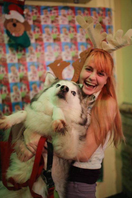 Животные против Нового года и Рождества (35 фото)