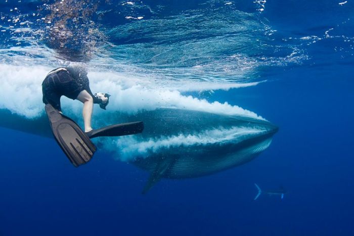 Дайвер едва не угодил в пасть киту (8 фото)