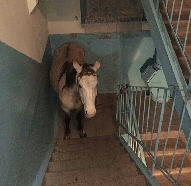 Конь в подъезде жилого дома в Инте (3 фото)