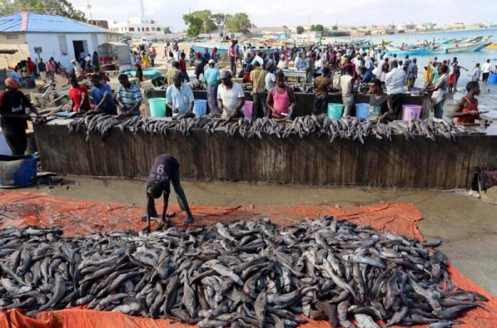 Рыболовный сезон в Сомали (8 фото)
