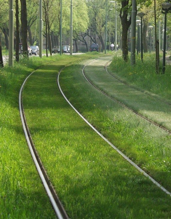 Трава на трамвайных путях (16 фото)