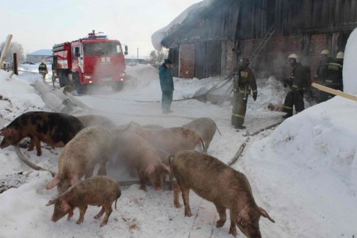 Томские пожарные вытащили более ста поросят из горящего свинарника (6 фото)