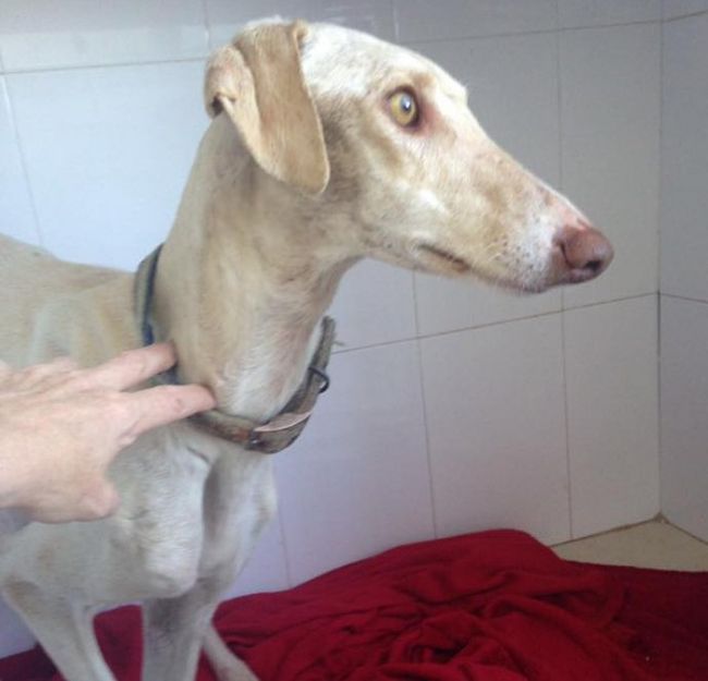 Собака со сломанной лапой показал ветеринарам путь к своим щенкам (7 фото)