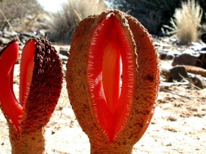 Африканская гиднора – одно из самых странных на вид растений (10 фото)