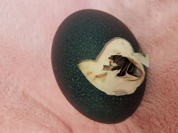 Девушка купила яйцо и высидела птицу эму (8 фото)