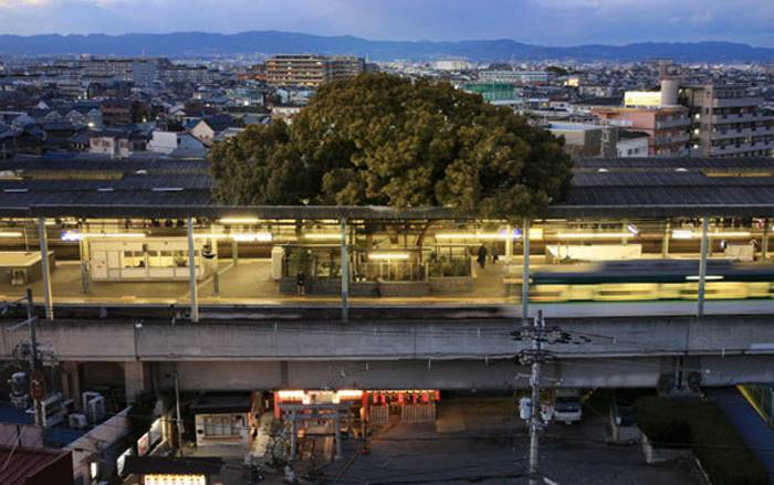 Эта ж/д станция в Японии построена вокруг 700-летнего дерева и вот почему (7 фото)