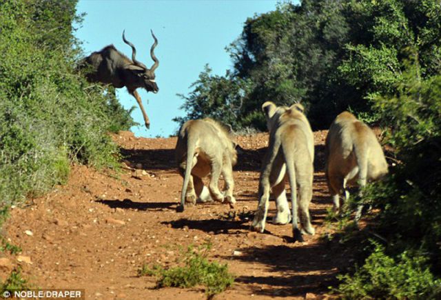 Битва львов и антилопы (5 фото)