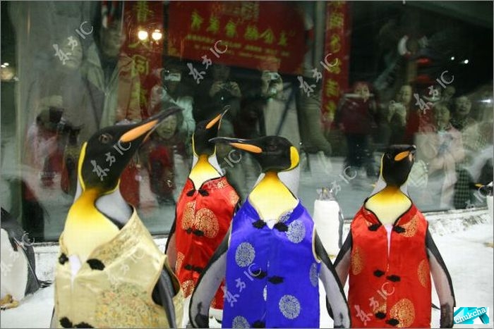 Пингвины модники (7 фото)