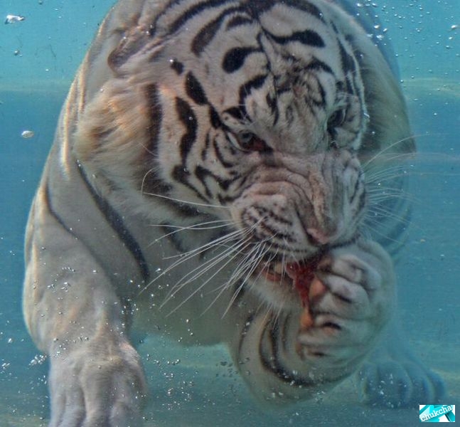 Классные кадры: тигр под водой (26 фото)