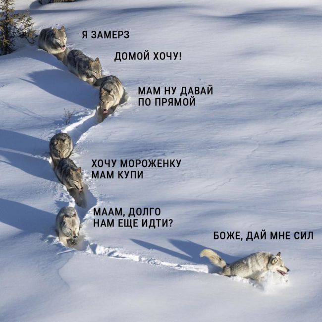 «Шерстяной волчара» - новый мем Рунета (9 фото)