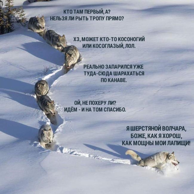 «Шерстяной волчара» - новый мем Рунета (9 фото)