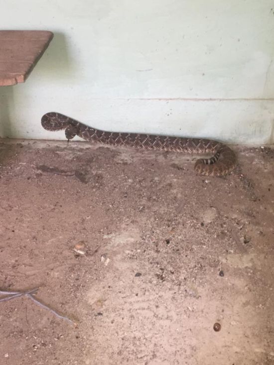 Житель Техаса обнаружил в своем доме змеиное логово (4 фото)