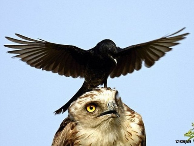 Смелая ворона против орла (13 фото)