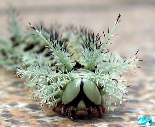 Милашка Lonomia Obliqua (6 фото)