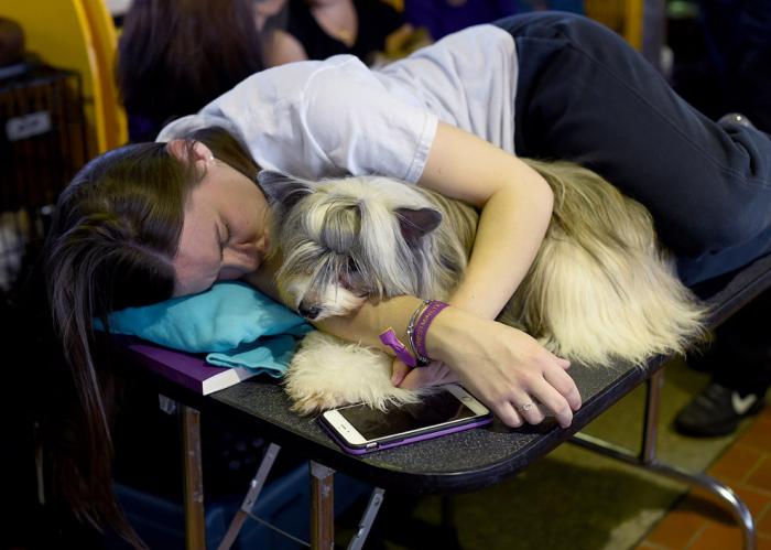 Выставка собак Westminster Kennel Club 2017 (25 фото)
