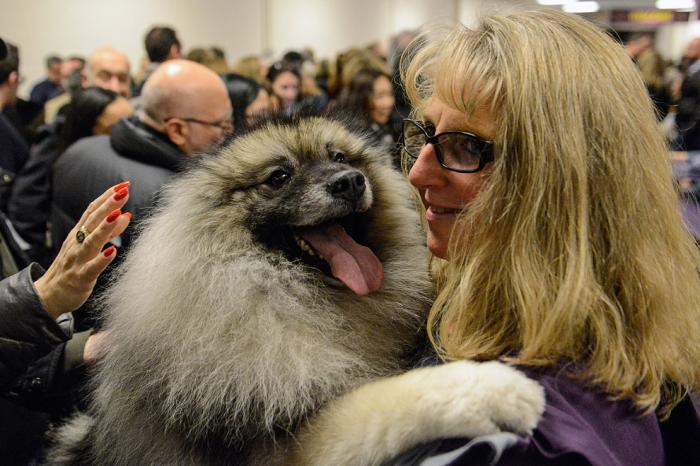 Выставка собак Westminster Kennel Club 2017 (25 фото)