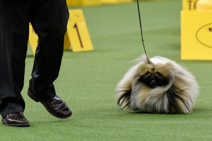  Westminster Kennel Club 2017 (25 )
