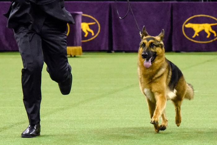   Westminster Kennel Club 2017 (25 )