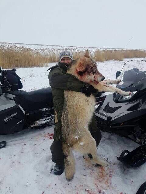 Дагестанцы поймали одного из волков, растерзавших собак (3 фото)