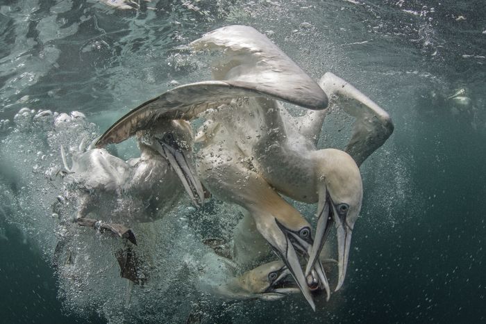 Финалисты конкурса "Подводный фотограф 2017" (23 фото)