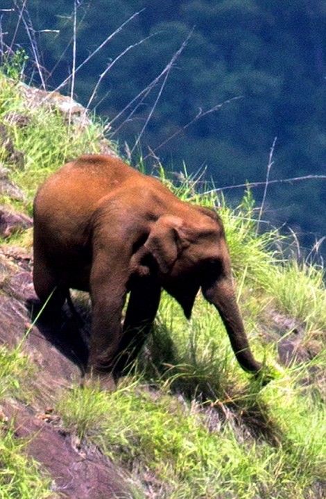 Слоны, пасущиеся высоко в горах Индии (3 фото)