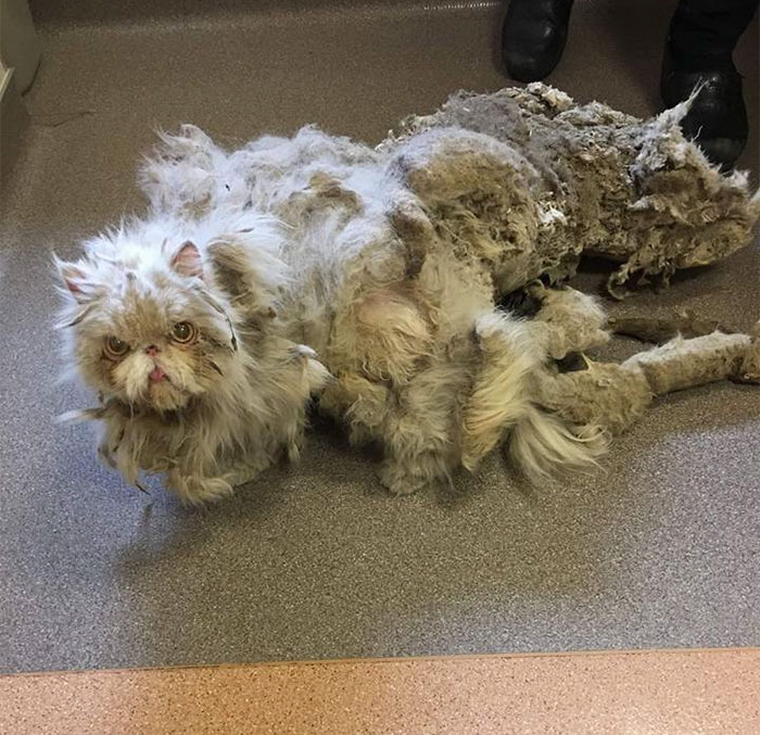 Кот, чья свалявшаяся шерсть весила половину его самого, был наконец-то подстрижен (7 фото)