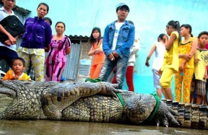 Массовый побег крокодилов (21 фото)