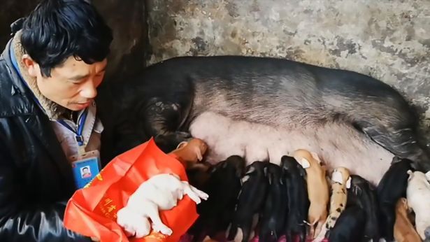 Свинья родила китайскому фермеру мутанта-слоненка (3 фото)