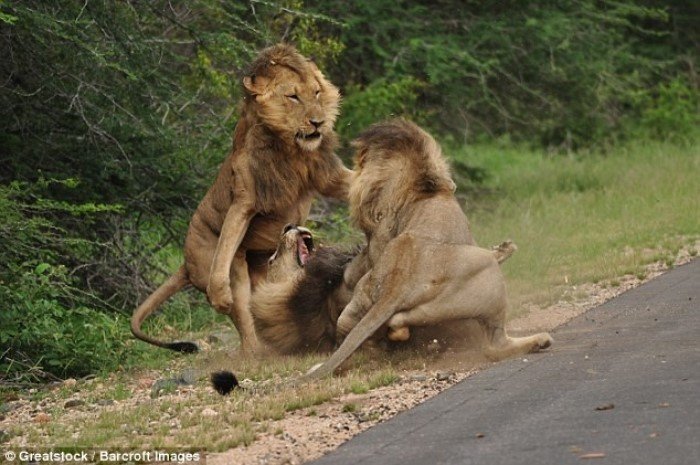 Ожесточенная схватка трех львов в национальном парке Крюгера (4 фото)