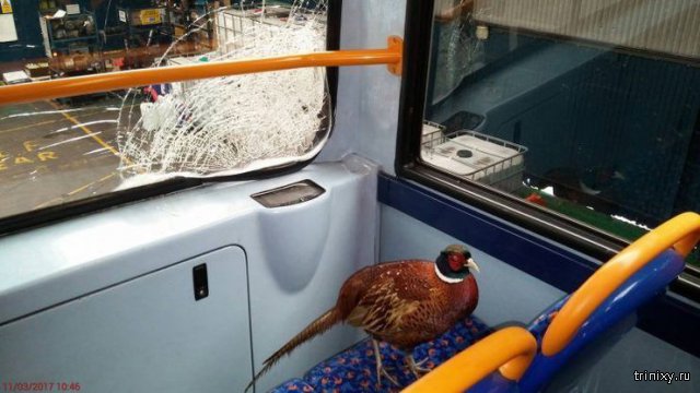 Фазан пробил лобовое стекло и прокатился на автобусе (3 фото)