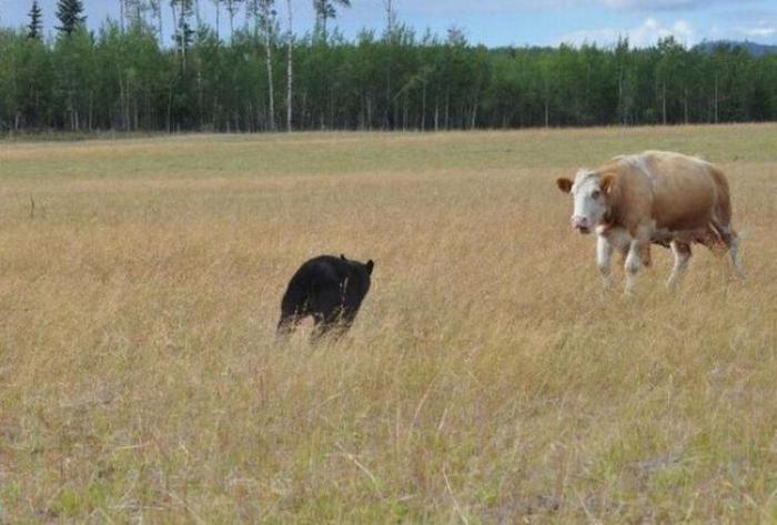 Медведь охотится на коров (8 фото)