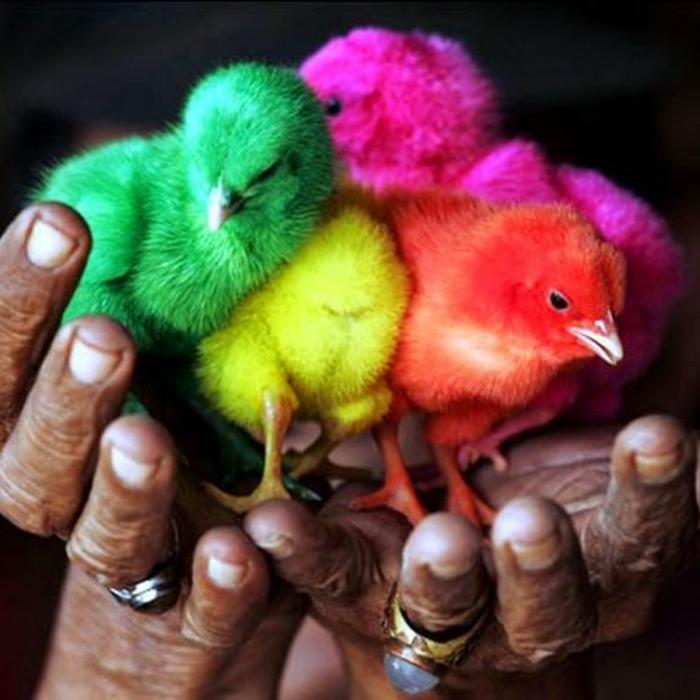 Как выводят цветных цыплят (5 фото)