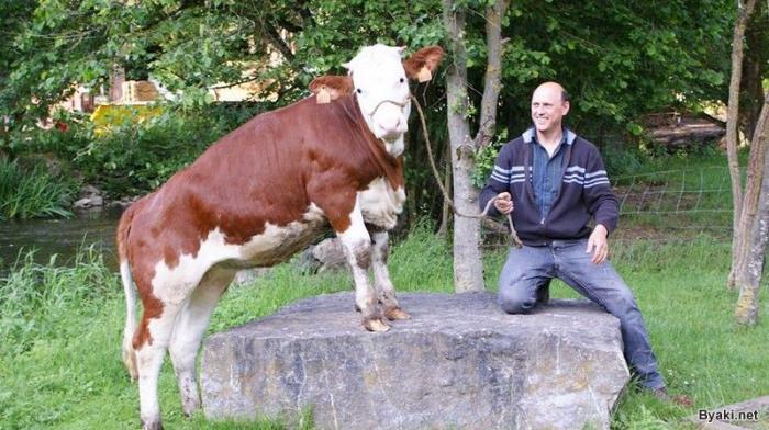 Фермер каждый день поит своих коров темным пивом (8 фото)