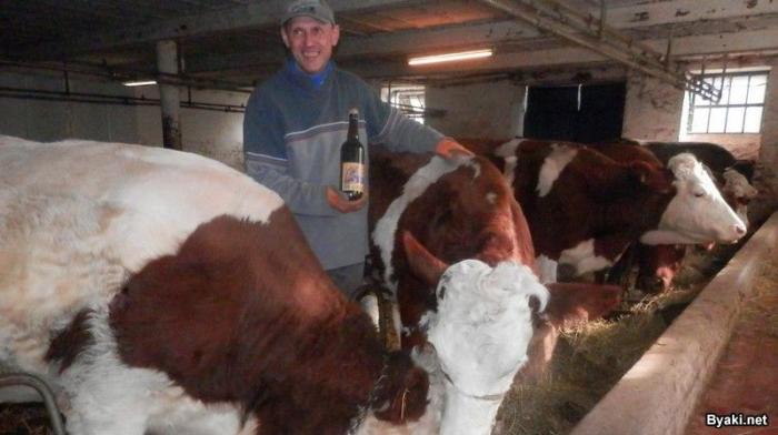 Фермер каждый день поит своих коров темным пивом (8 фото)