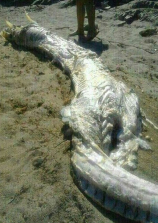 Странное существо на пляже (3 фото)