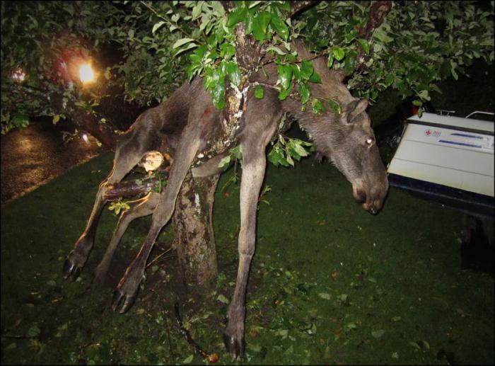 Пьяный лось на яблоне (4 фото)