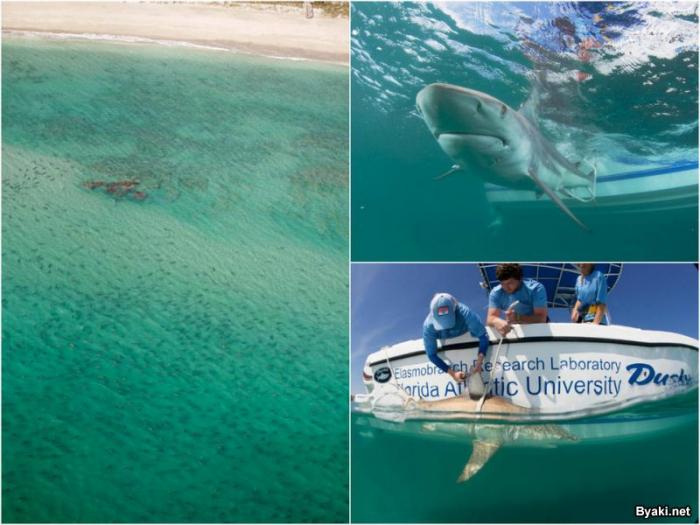 Тысячи акул мигрируют вдоль побережья Флориды (7 фото)