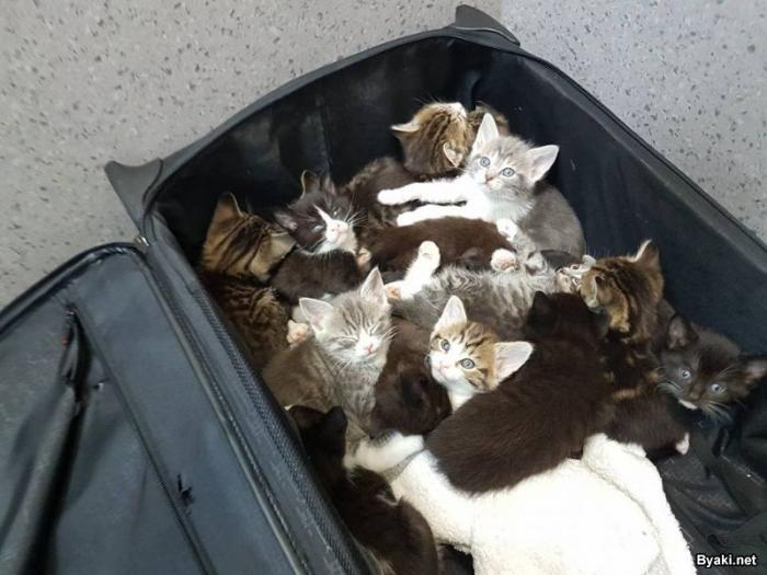 Медсестра нашла на обочине полный чемодан котят (3 фото)
