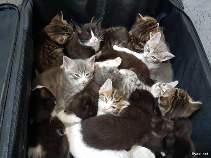 Медсестра нашла на обочине полный чемодан котят (3 фото)