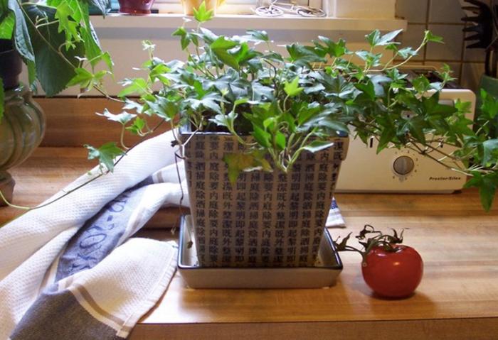 Полезные комнатные растения (10 фото)