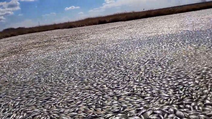 Массовая гибель рыбы в озере Кунашак в Челябинской области (5 фото)