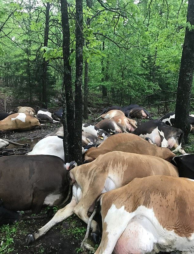 Молния убила сразу 32 коровы, нанеся фермеру серьезный ущерб (6 фото)