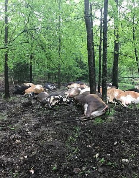 Молния убила сразу 32 коровы, нанеся фермеру серьезный ущерб (6 фото)
