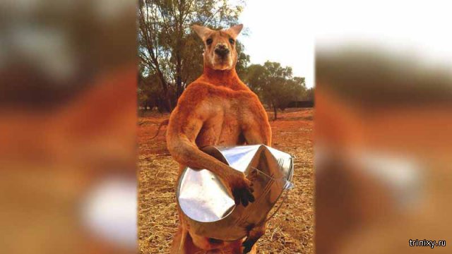 В Австралии поставят памятник прославившемуся кенгуру (3 фото)