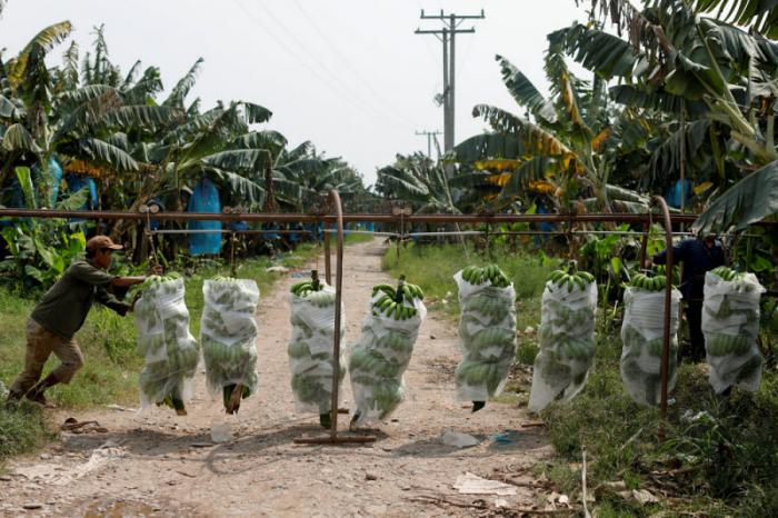 Китайский банановый бум – благословение и проклятие для Лаоса (22 фото)
