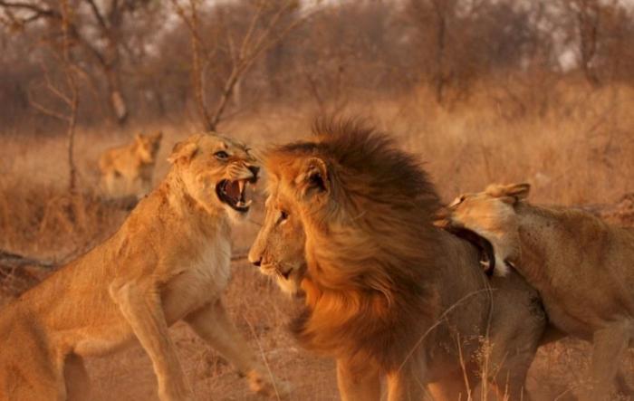 Лев и львицы - битва полов (4 фото)