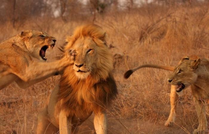 Лев и львицы - битва полов (4 фото)