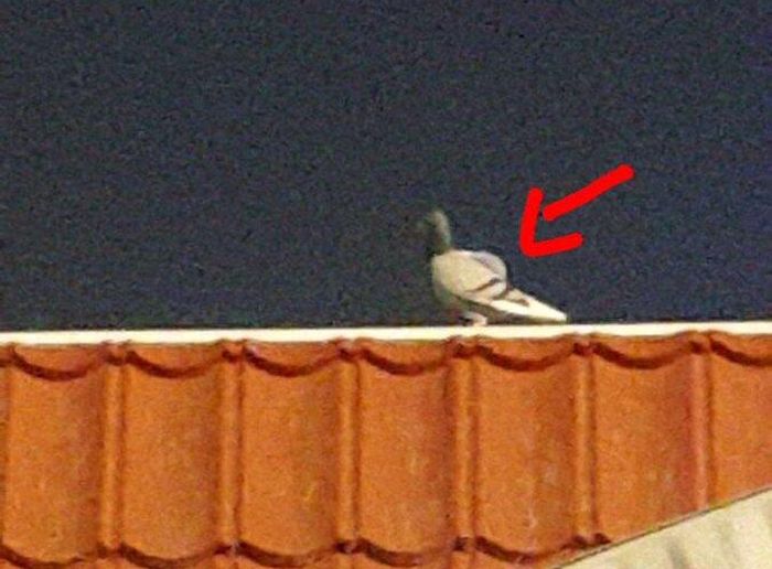 В Кувейте задержан голубь-контрабандист (4 фото)