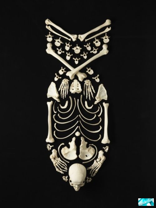 Искусство из настоящих человеческих костей (12 фото)